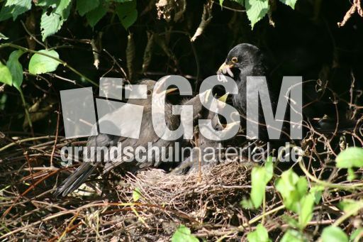 Amsel-8-Tag-63.jpg